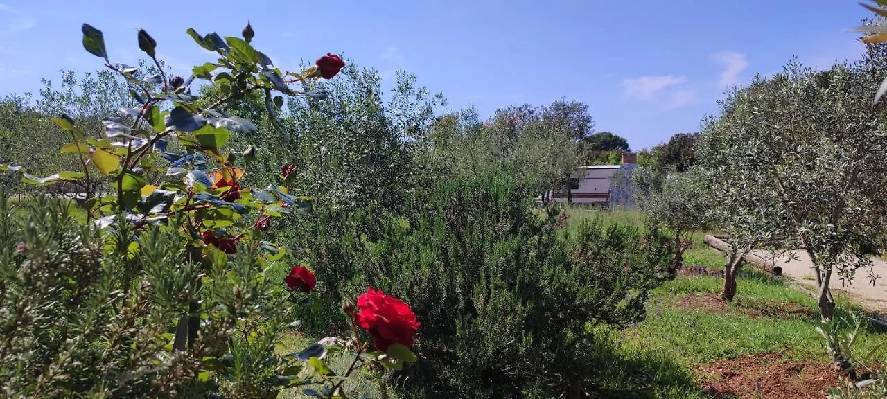 Holiday Home Mola Ugljan